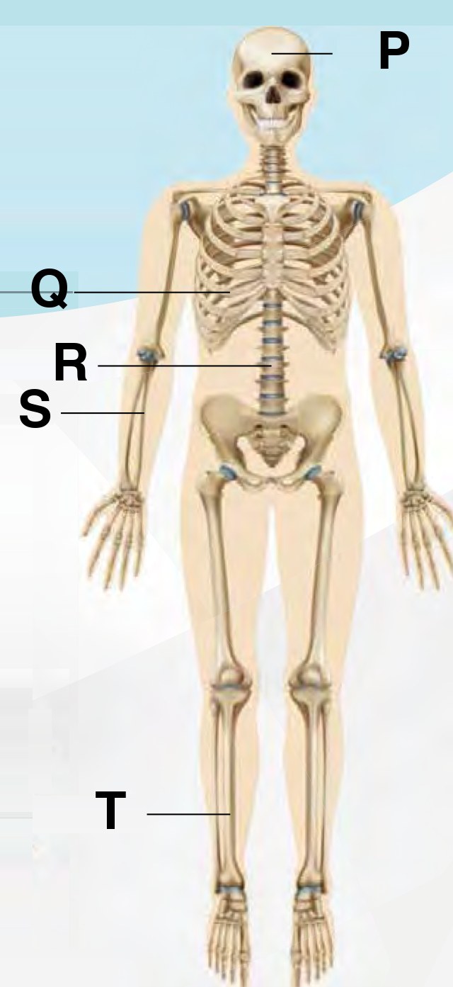 Rajah rangka manusia dengan lima bahagian berlabel P, Q, R, S dan T