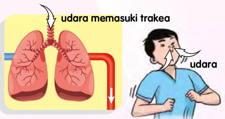 Udara memasuki trakea dan peparu apabila seorang budak menarik nafas