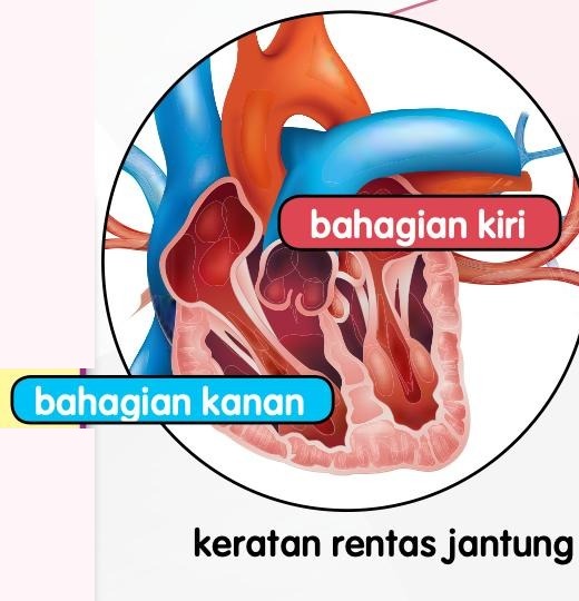 Keratan rentas jantung dengan bahagian kiri dan bahagian kanan berlabel