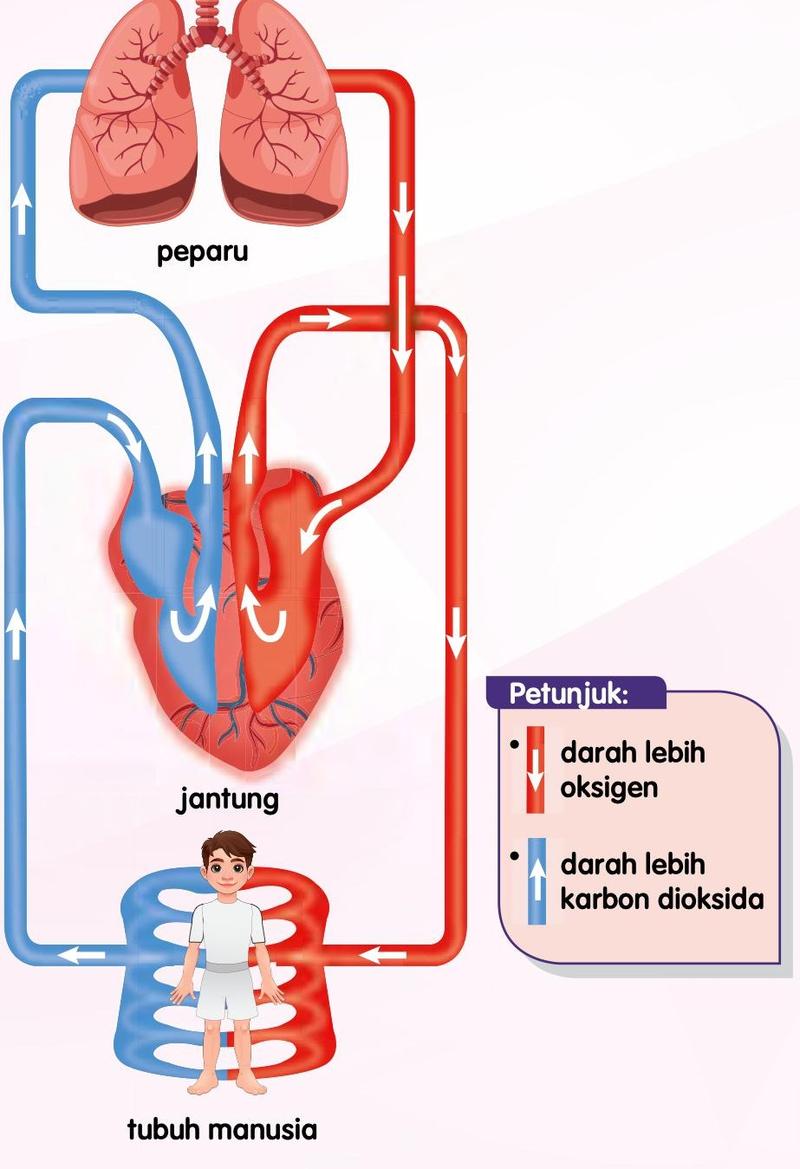 Rajah laluan peredaran darah antara peparu, jantung dan tubuh manusia; anak panah merah menunjukkan darah lebih oksigen dan anak panah biru menunjukkan darah lebih karbon dioksida
