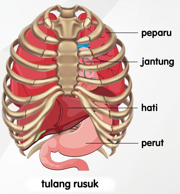 Tulang rusuk yang meliputi peparu, jantung, hati dan perut