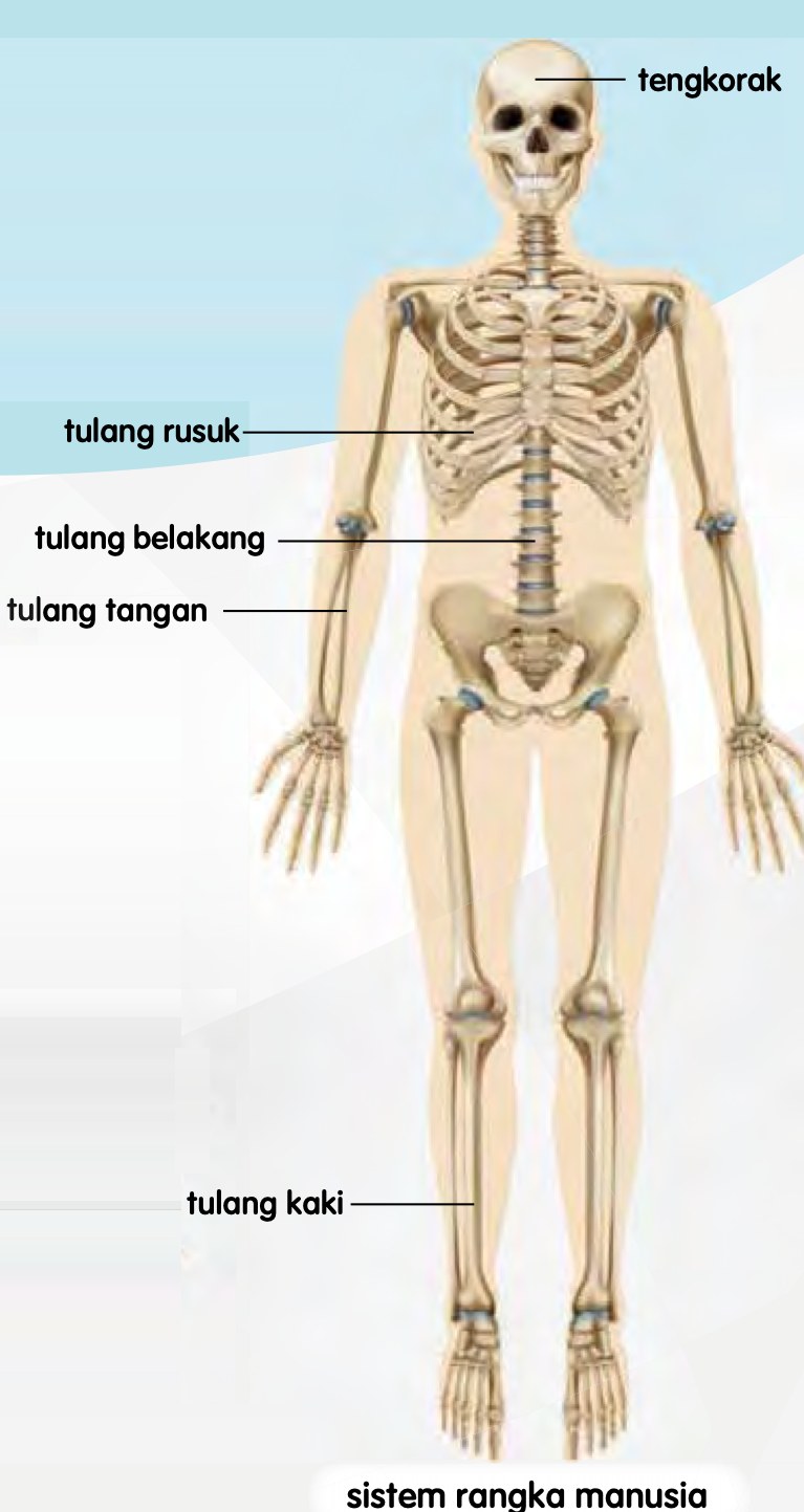 Rajah sistem rangka manusia dengan tengkorak, tulang rusuk, tulang belakang, tulang tangan dan tulang kaki berlabel