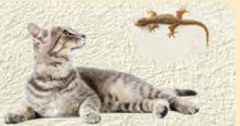 Seekor kucing berbaring dan memandang ke atas ke arah seekor cicak di dinding