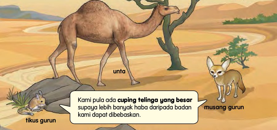 Seekor unta berbonggol dan seekor musang gurun di gurun
