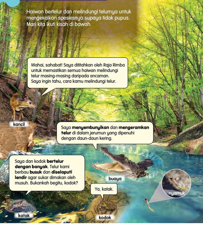 Sebuah sungai di hutan dengan kancil, katak, kodok, buaya dan nyamuk, dan kata-kata mereka tentang telur