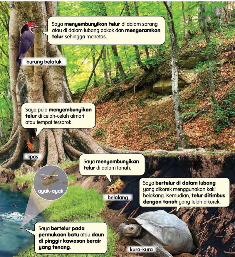 Sebatang pokok dengan burung belatuk, lipas, belalang, ayak-ayak dan kura-kura, dan kata-kata mereka tentang telur