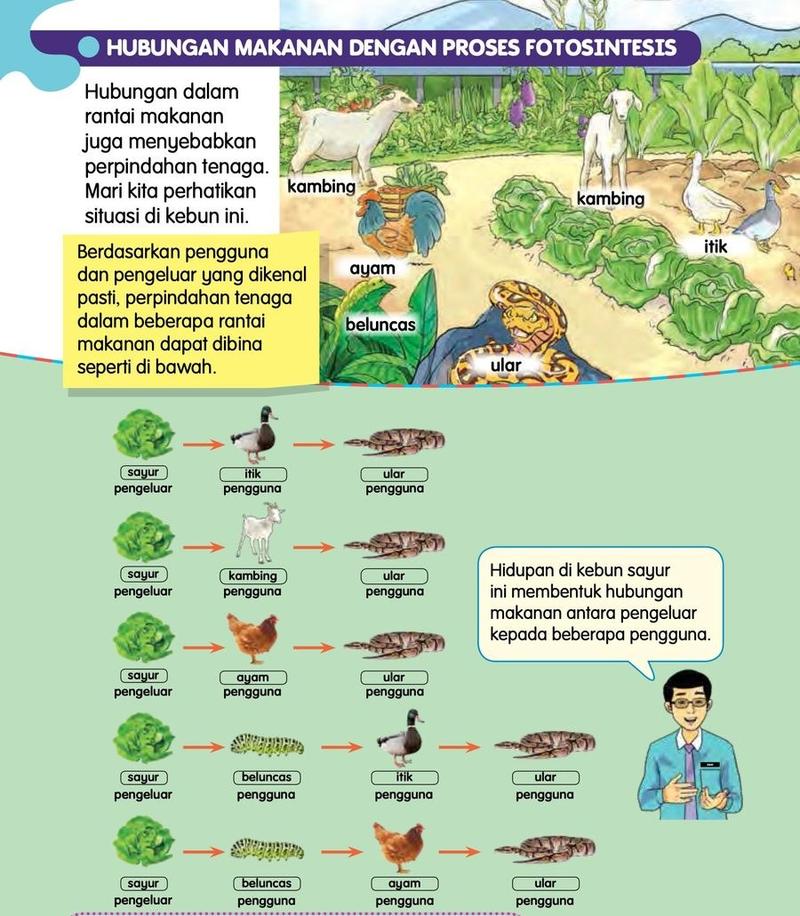 Kebun sayur dengan kambing, ayam, itik, beluncas dan ular, dan lima rantai makanan yang bermula dengan sayur