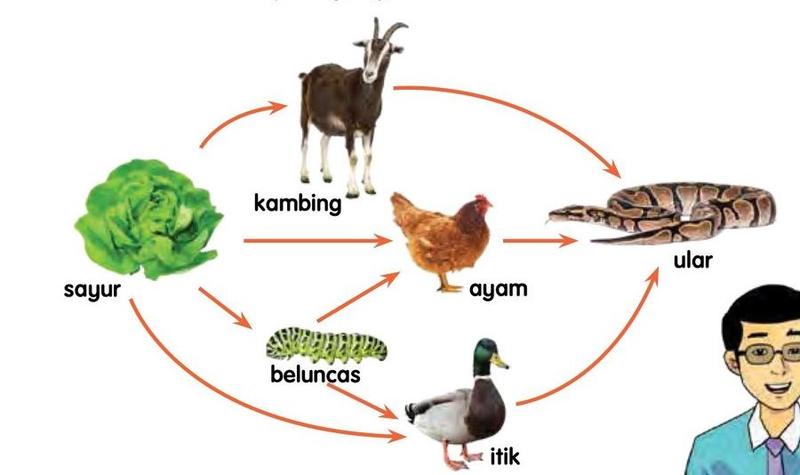 Siratan makanan di kebun sayur: sayur dimakan oleh kambing, ayam, beluncas dan itik; beluncas dimakan oleh ayam dan itik; kambing, ayam dan itik dimakan oleh ular