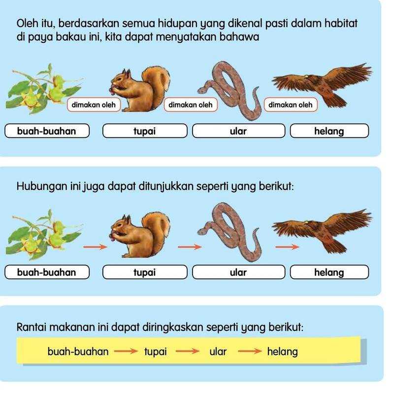 Buah-buahan dimakan oleh tupai, tupai dimakan oleh ular, ular dimakan oleh helang, ditunjukkan sebagai rantai makanan dengan anak panah