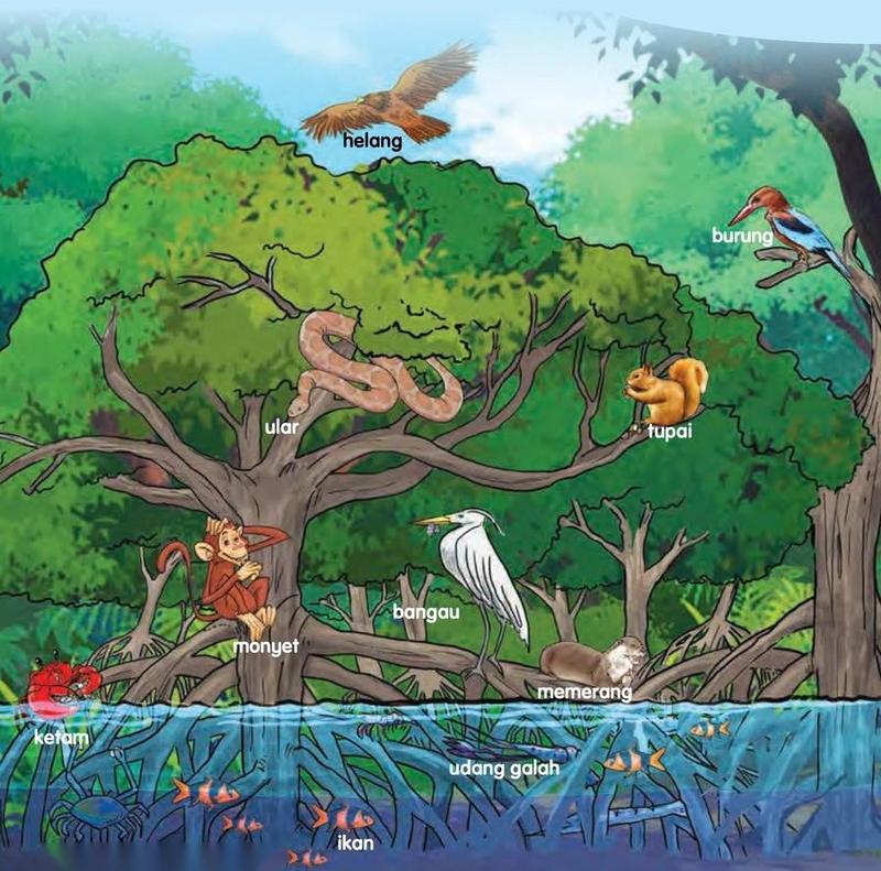 Habitat paya bakau dengan helang, burung, ular, tupai, monyet, bangau, memerang, ketam, udang galah dan ikan