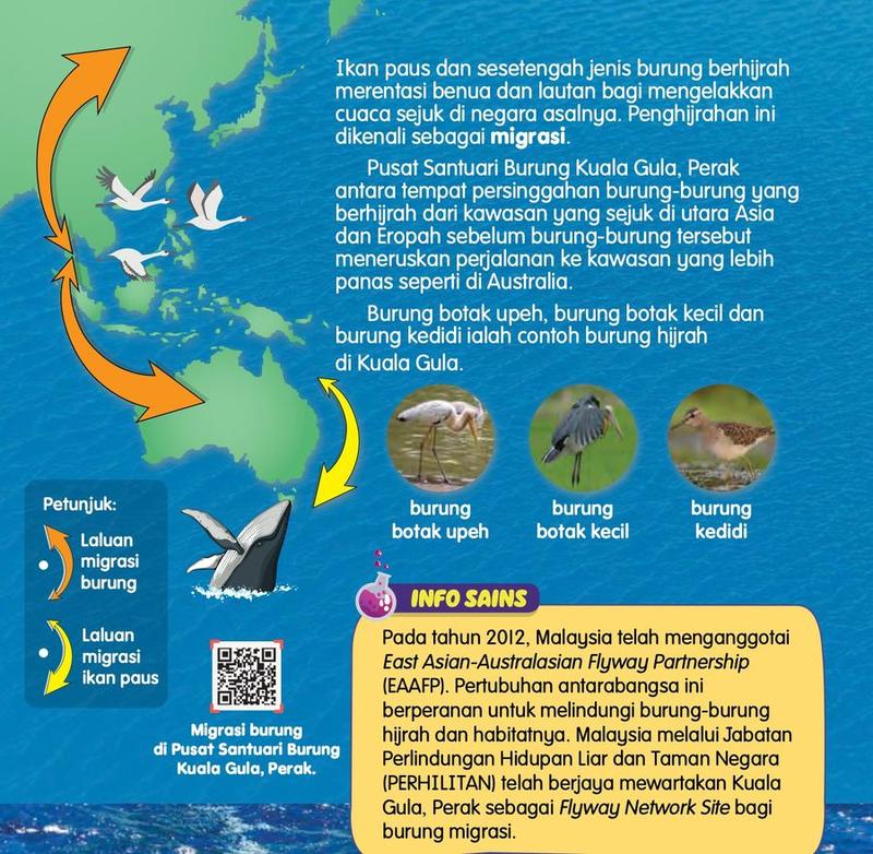Peta laluan migrasi burung dan ikan paus di sekitar Asia dan Australia, dengan tiga jenis burung hijrah dan seekor ikan paus