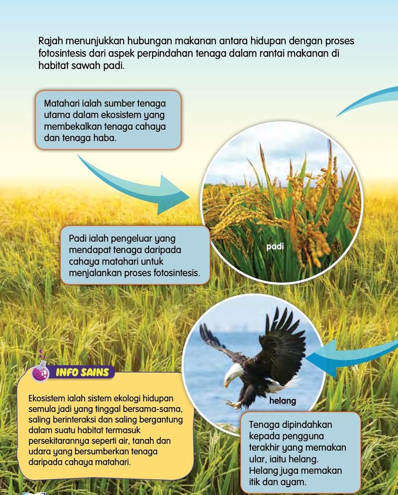 Pokok padi di sawah dan seekor helang, dengan nota bahawa Matahari ialah sumber tenaga utama dan tenaga dipindahkan kepada pengguna terakhir