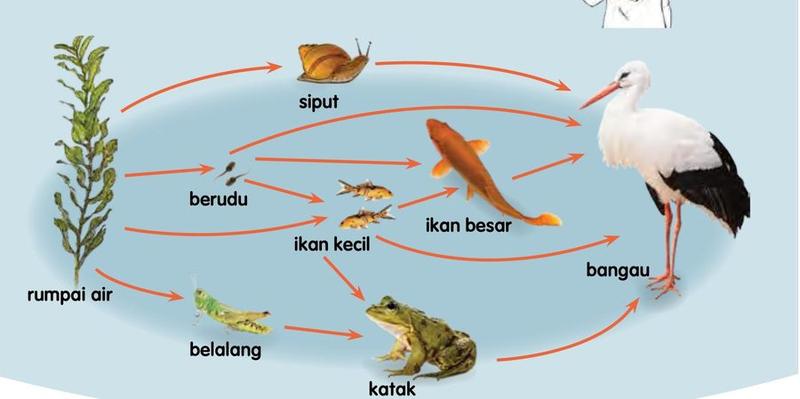 Siratan makanan di kolam: rumpai air, siput, berudu, ikan kecil, ikan besar, belalang, katak dan bangau
