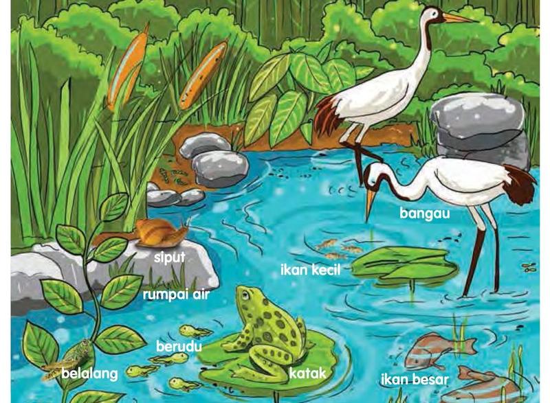 Habitat kolam dengan rumpai air, siput, berudu, ikan kecil, ikan besar, katak, belalang dan bangau