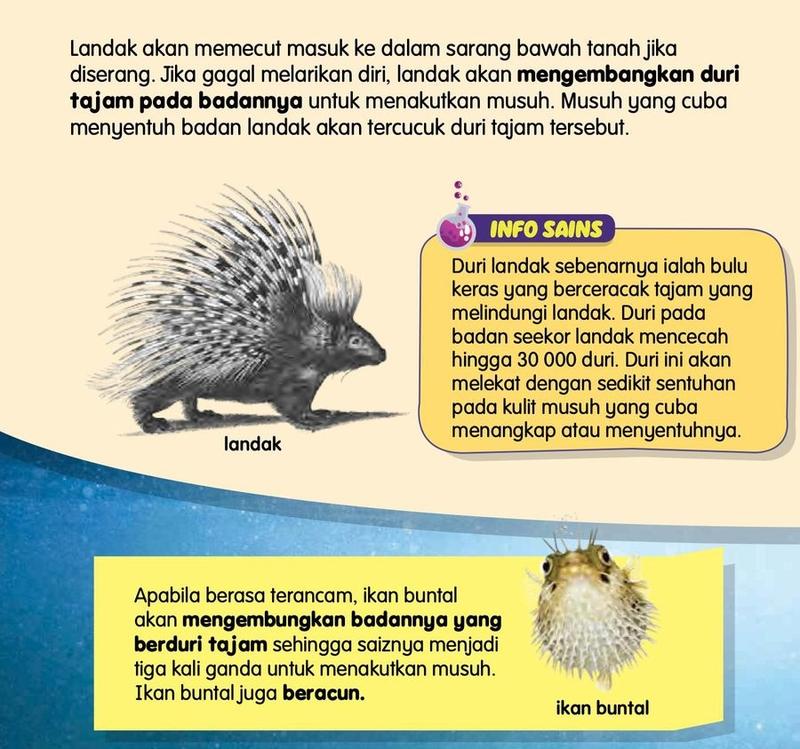 Seekor landak dengan duri tajam dan seekor ikan buntal yang mengembung, dengan nota tentang tingkah laku masing-masing