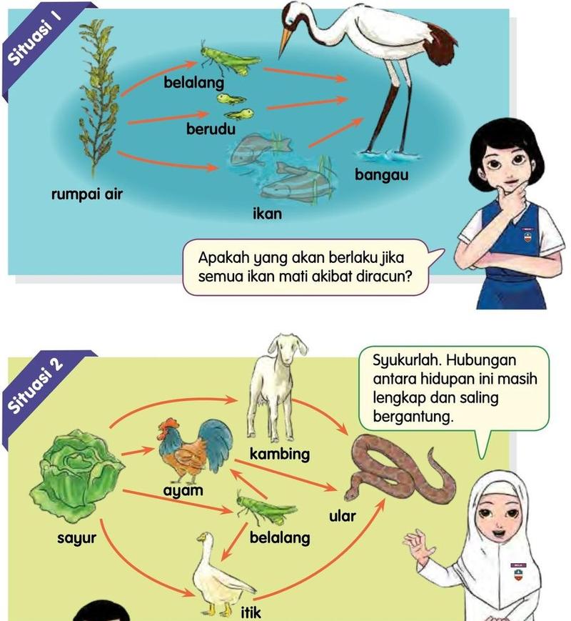 Dua siratan makanan: satu dengan rumpai air, belalang, berudu, ikan dan bangau; satu lagi dengan sayur, ayam, kambing, belalang, ular dan itik