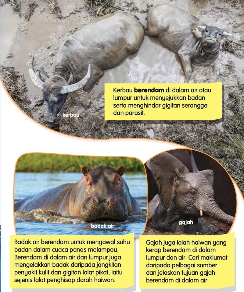 Kerbau berendam di dalam lumpur, badak air di dalam air dan gajah di dalam lumpur