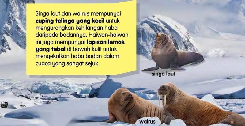 Seekor singa laut dan dua ekor walrus di atas ais, dengan nota tentang cuping telinga kecil dan lapisan lemak tebal
