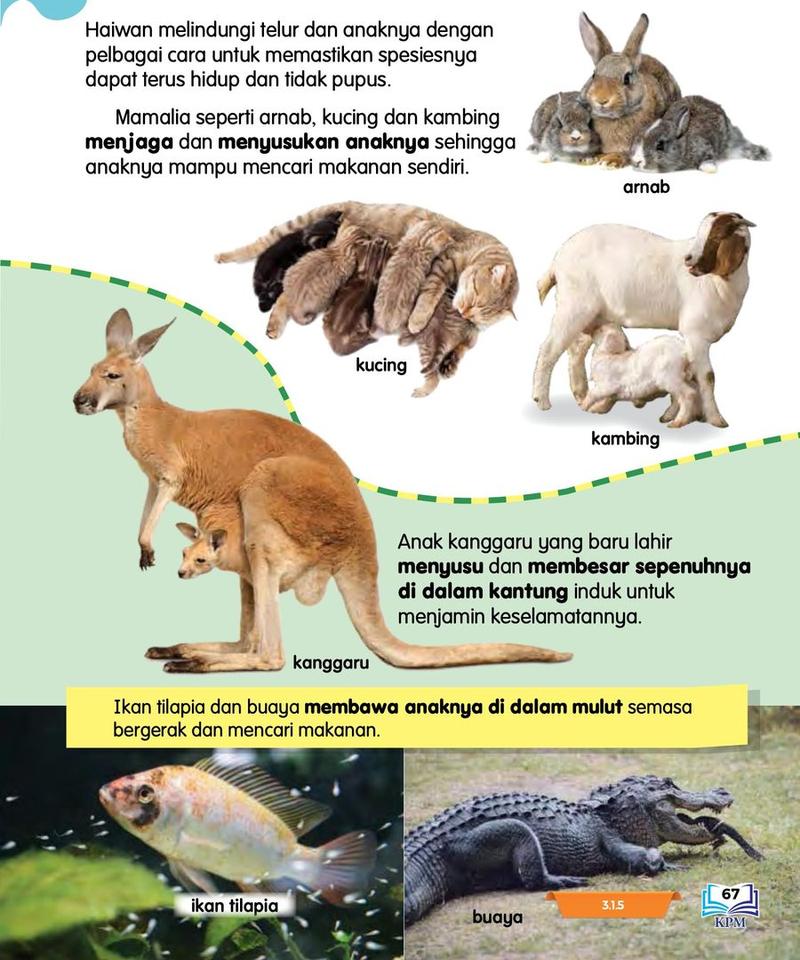 Arnab, kucing, kambing, kanggaru dengan anaknya, ikan tilapia dan buaya bersama anak mereka