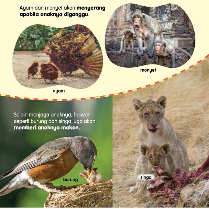 Ayam dan monyet menjaga anak; burung dan singa memberi anak makan