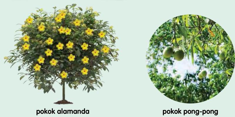 Pokok alamanda berbunga kuning dan pokok pong-pong