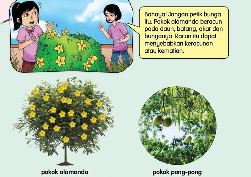 Dua orang budak melihat bunga kuning pokok alamanda dan memberi amaran jangan memetiknya; gambar pokok alamanda dan pokok pong-pong