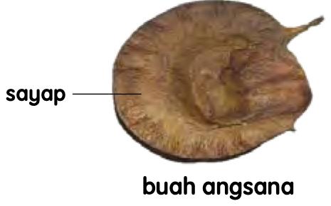 Buah angsana yang nipis dengan sayap