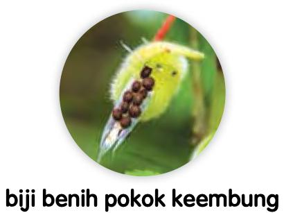 Lenggai pokok keembung yang merekah dengan biji benih di dalamnya