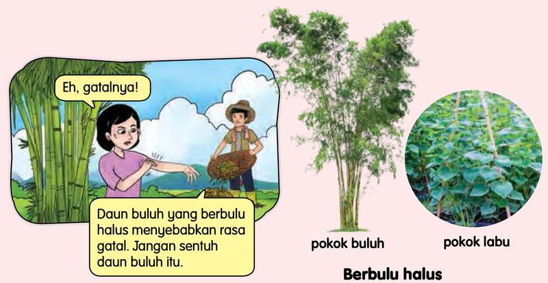 Seorang budak menggaru tangannya kerana gatal selepas menyentuh daun buluh; gambar pokok buluh dan pokok labu