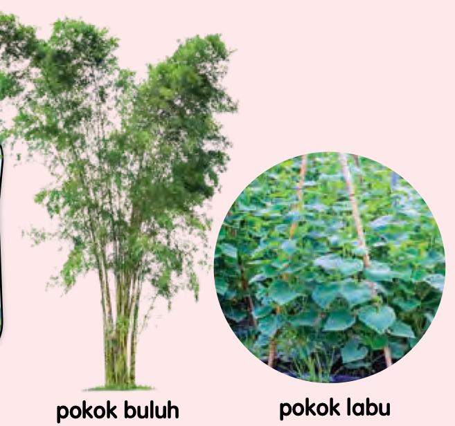 Pokok buluh dan pokok labu