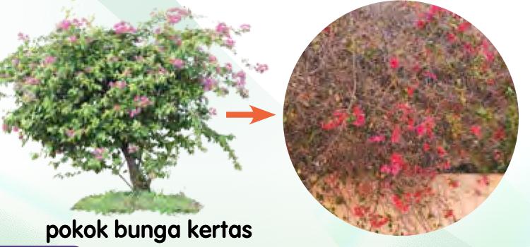 Pokok bunga kertas dengan daun dan gambar dekat pokok yang hampir tidak berdaun
