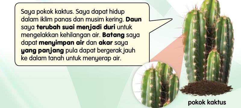 Pokok kaktus dengan penerangan tentang duri, batang dan akar, dan gambar dekat batangnya