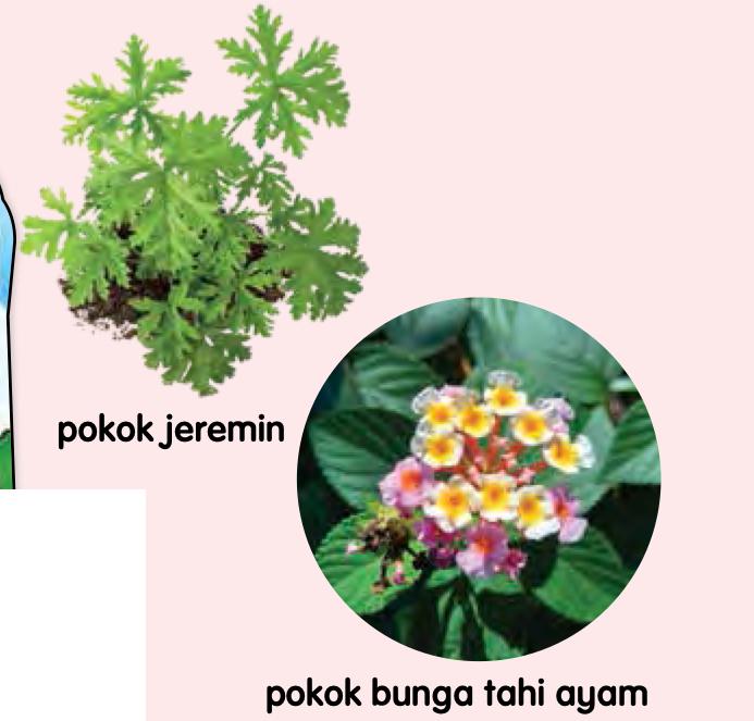 Pokok jeremin dan pokok bunga tahi ayam