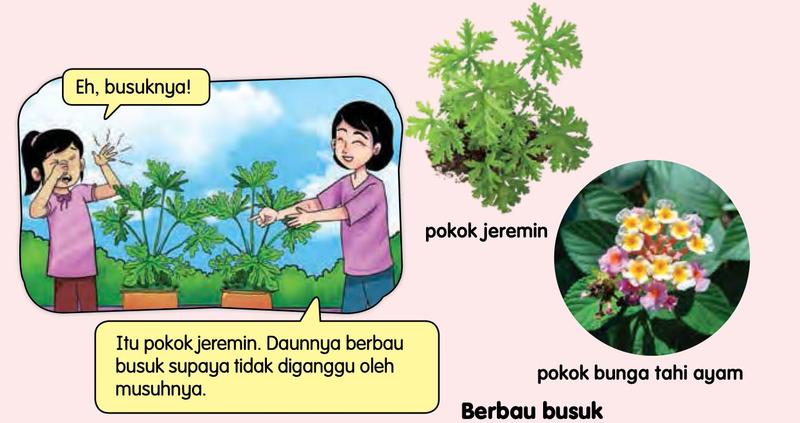 Seorang budak menutup hidung dekat pokok jeremin; gambar pokok jeremin dan pokok bunga tahi ayam