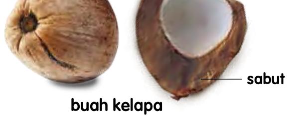 Buah kelapa dan buah kelapa yang dibelah untuk menunjukkan sabut
