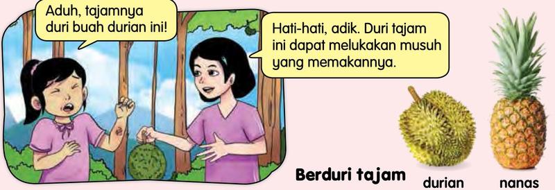 Seorang budak perempuan terluka kerana memegang durian yang berduri tajam; kakaknya memberi amaran; gambar durian dan nanas di sebelah