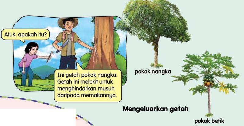 Seorang budak bertanya kepada datuknya tentang getah pada batang pokok nangka; gambar pokok nangka dan pokok betik di sebelah