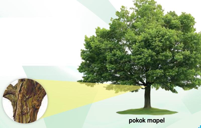 Pokok mapel dengan gambar dekat kulit batangnya