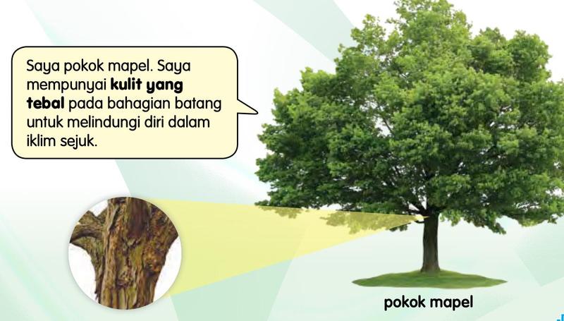 Pokok mapel dengan gambar dekat kulit batangnya yang tebal