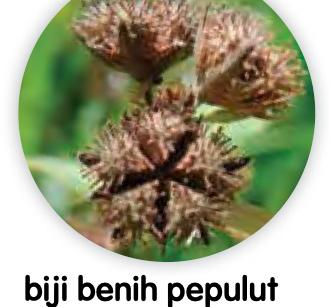 Biji benih pepulut yang bercangkuk