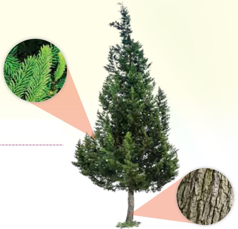 Pokok pain dengan gambar dekat daunnya dan kulit batangnya
