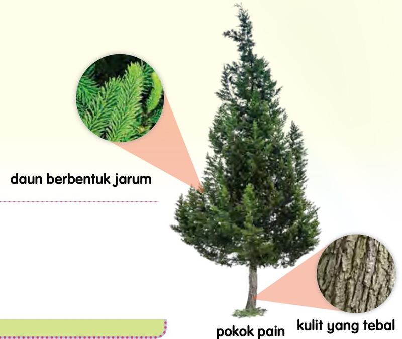 Pokok pain dengan gambar dekat daunnya yang berbentuk jarum dan kulit batangnya yang tebal