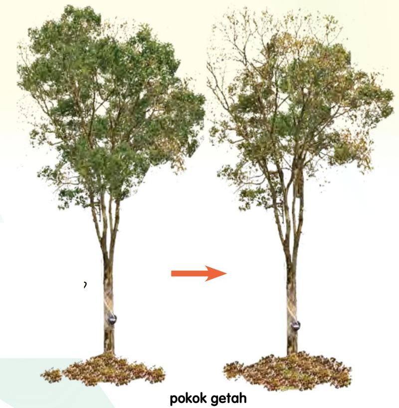 Pokok getah yang berdaun dan pokok getah yang sama tanpa daun