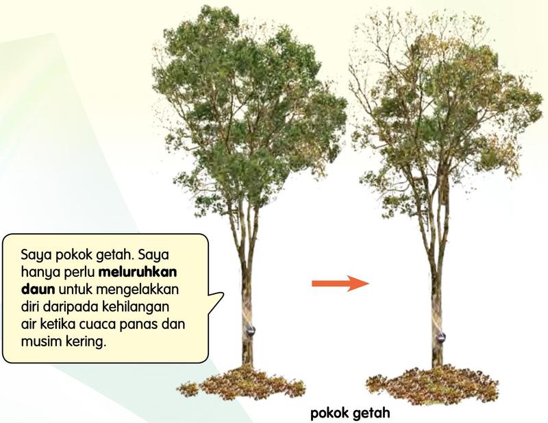 Pokok getah yang berdaun di sebelah kiri dan pokok getah yang sama tanpa daun di sebelah kanan