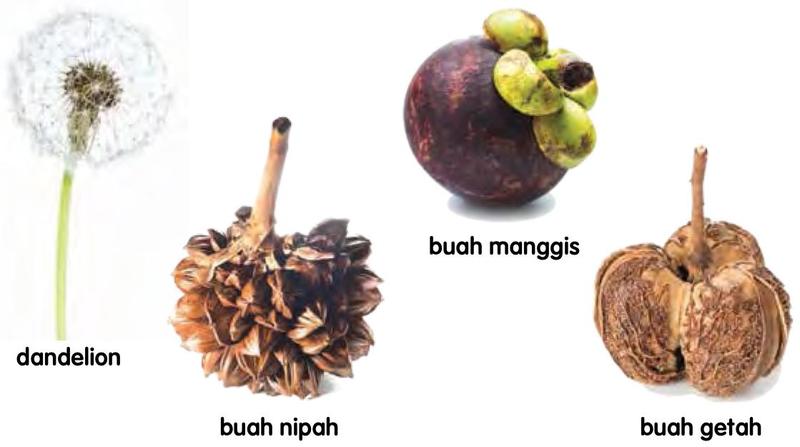 Dandelion, buah nipah, buah manggis dan buah getah