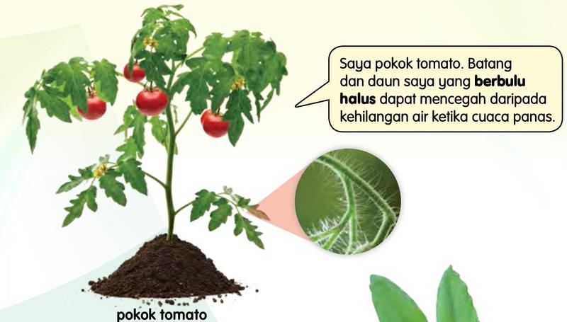 Pokok tomato dengan gambar dekat bulu halus pada batang dan daun