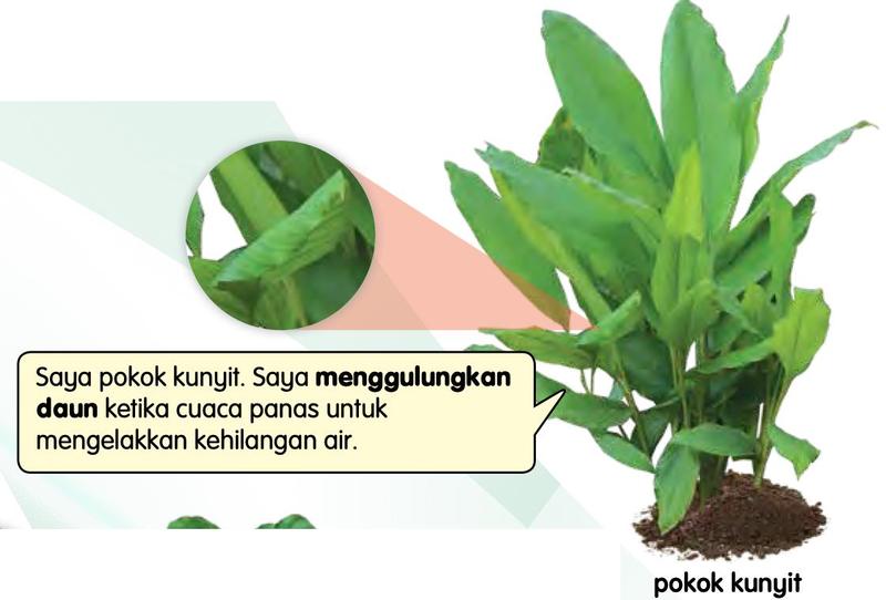 Pokok kunyit yang menggulungkan daun, dengan gambar dekat daun yang tergulung