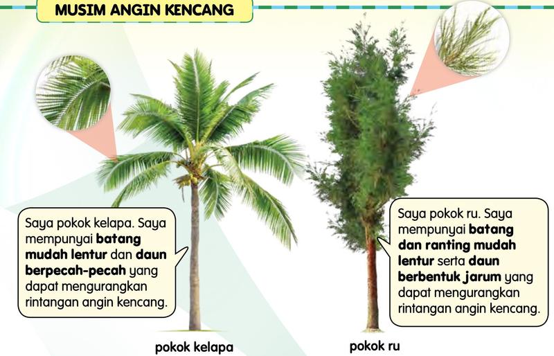 Pokok kelapa dengan batang yang lentur dan daun berpecah-pecah, dan pokok ru dengan daun berbentuk jarum