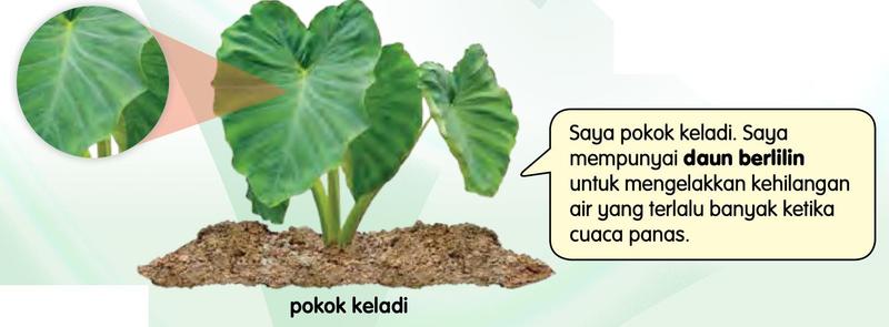 Pokok keladi dengan daun berlilin dan gambar dekat daunnya