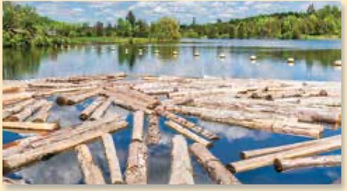 Large logs floating on a lake